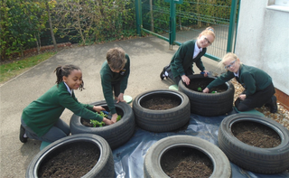 thumbnail Planting tyres